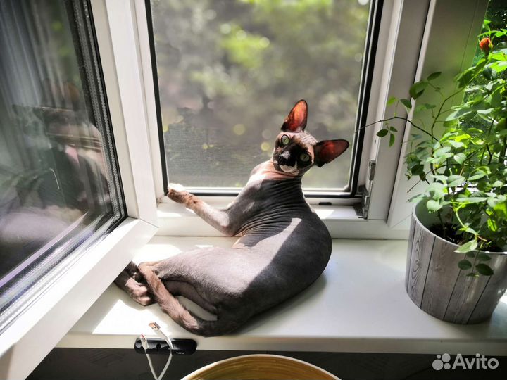 Канадский сфинкс бесплатно