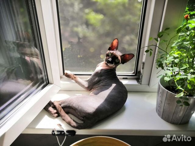 Канадский сфинкс бесплатно