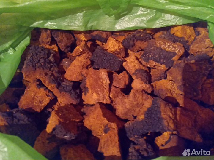 Чага березовая