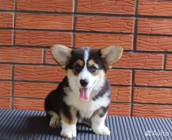 Вельш-корги пемброк