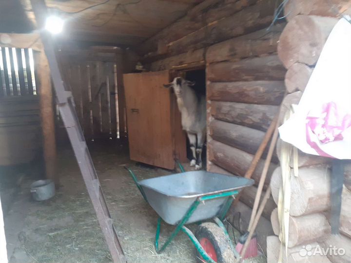 Козел на племя