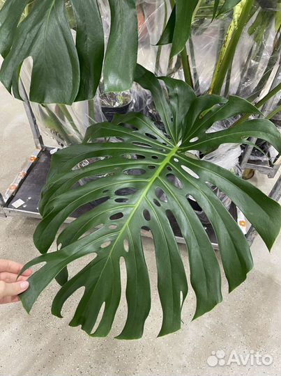 Монстера 30d 140cm