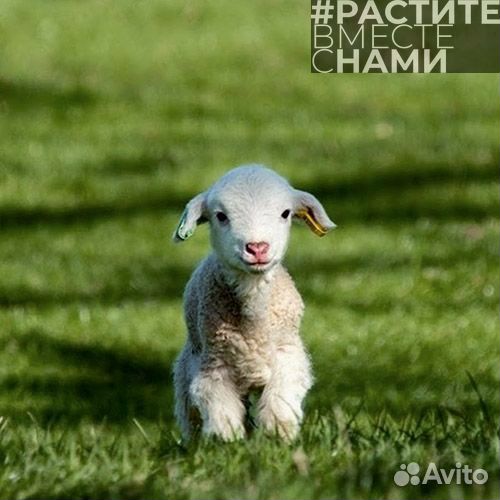 Комбикорм для коз