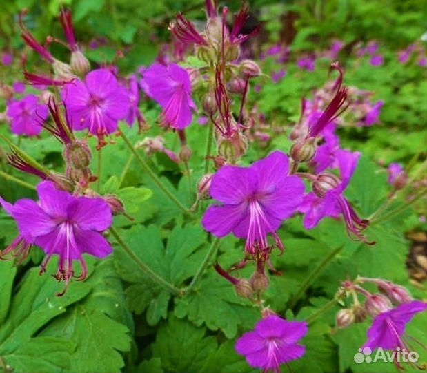 Герань садовая многолетняя