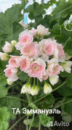 Пеларгония сортовая срезы