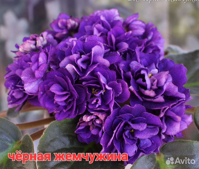 Сортовые фиалки