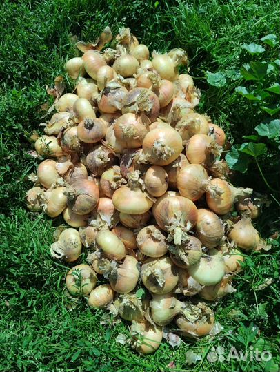 Лук репчатый, урожай 2023