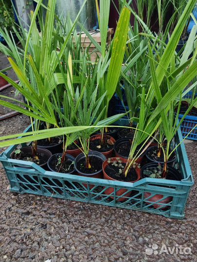 Пальма финиковая, хамеропс, бутия,трахикарпус и др