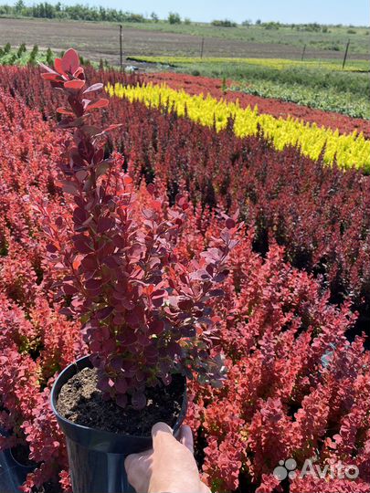 Барбарисы разных соротов-огромный выбор