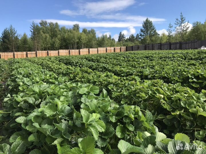 Рассада клубники (сортовая), август 23г