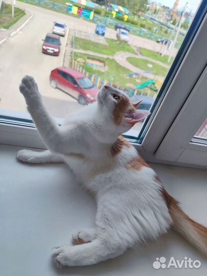Мальчик котенок ищет дом