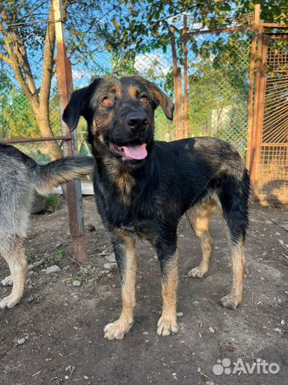 Собака немецкая овчарка метис