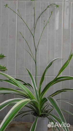 Хлорофитум несколько растений