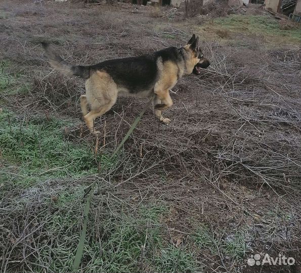 Вязка вео кобель
