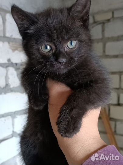 Котята пушистые 2 месяца