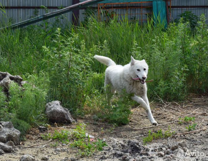 Собака в добрые руки