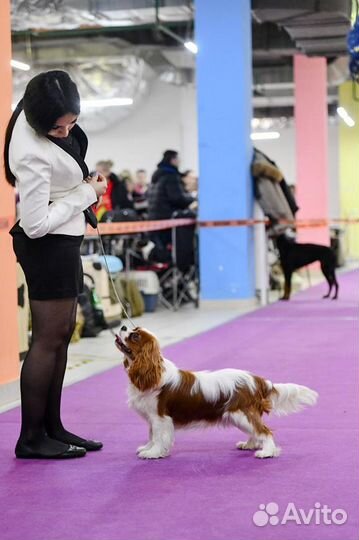 Хендлер для ваших собак