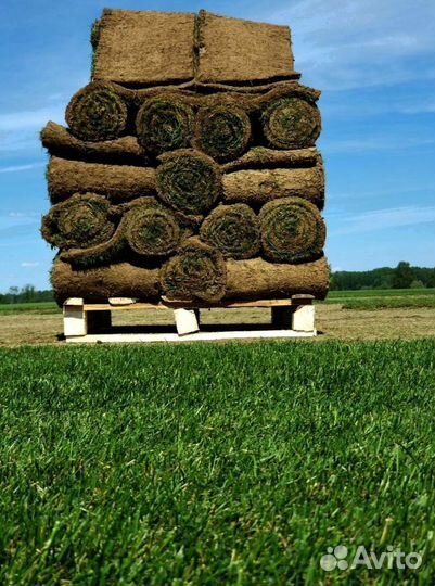 Рулонный газон из питомника