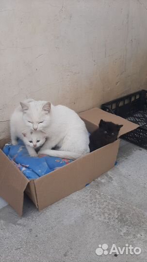 Котята в добрые руки