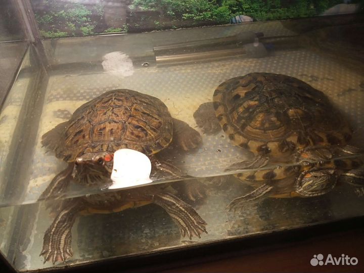 Красноухая черепаха