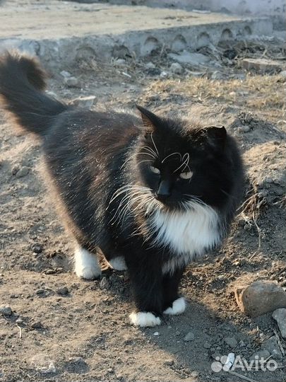 Кошка ищет дом