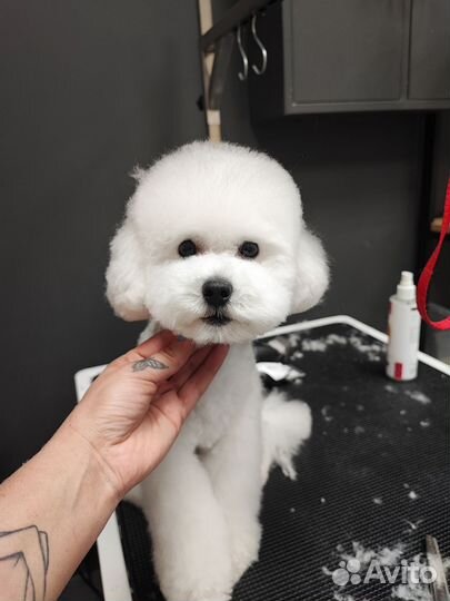 Частный грумер (стрижка собак и кошек)