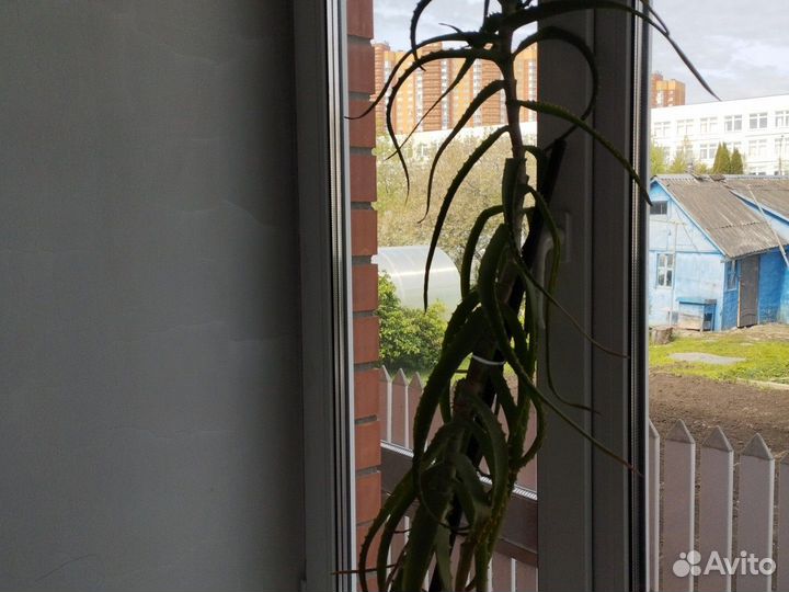 Алоэ лекарственный более 3х летний