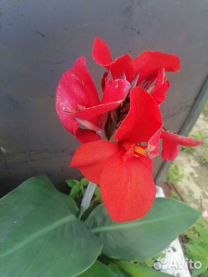 Цветы канны