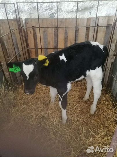 Бычки 2х месячного возраста