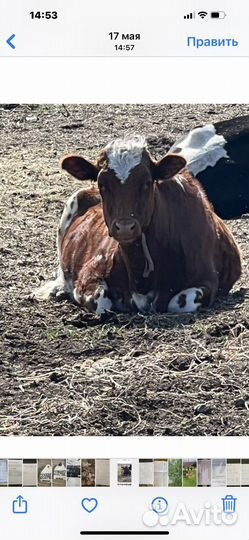 Айширская коровы, телочки Джерси