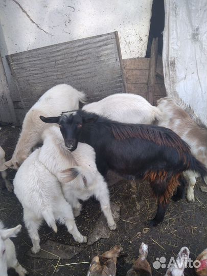 Козы, козлята