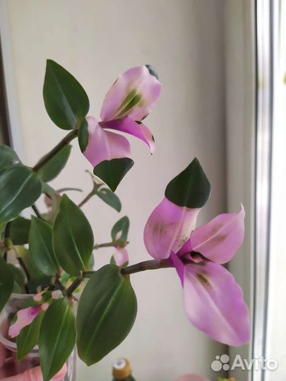 Традесканция Застенчивая невеста