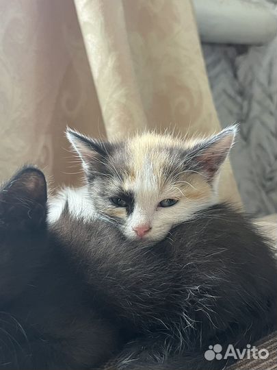 Котята бесплатно