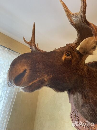 Чучело голова лося