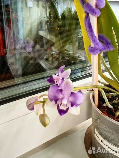 Орхидея phal.Tzu Chiang Sapphire(peliric -3 lips)