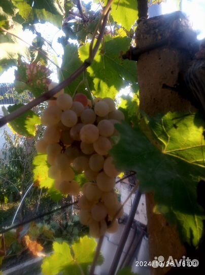 Чубуки(черенки) винограда