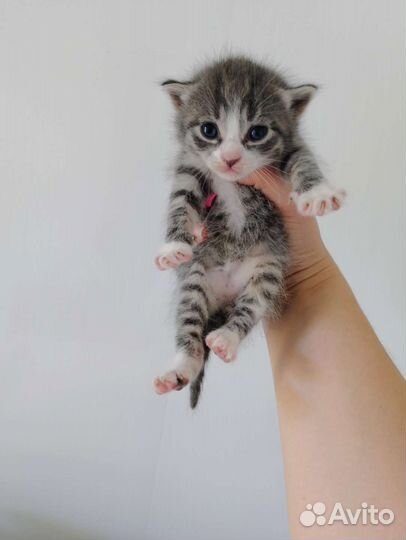 Котята в добрые руки бесплатно