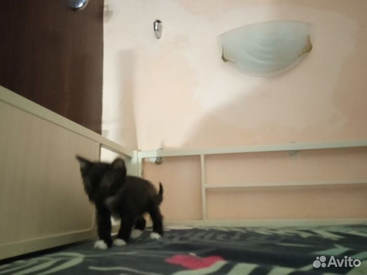 Котята девочки