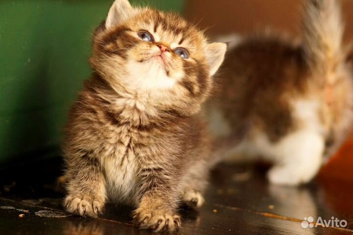 Британцы Тикированные Шоколадные Шиншиллы Биколоры