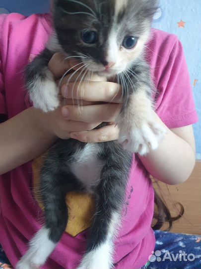 Отдам в добрые руки