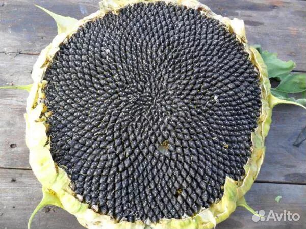 Подсолнечник