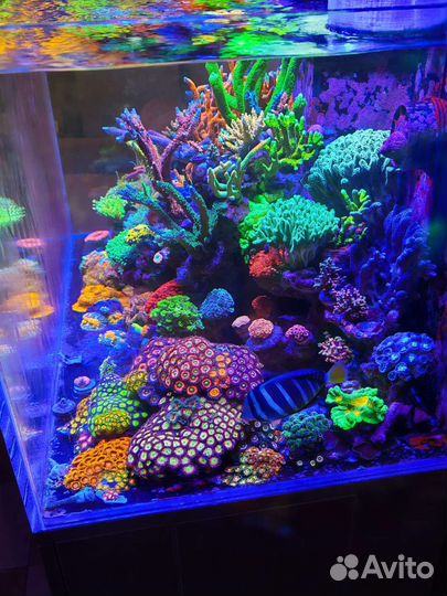 Кораллы для аквариума