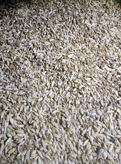 Ячмень, пшеница, зерно, корма