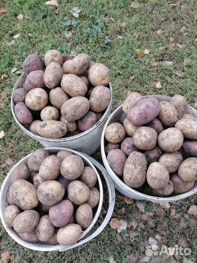 Продам картофель