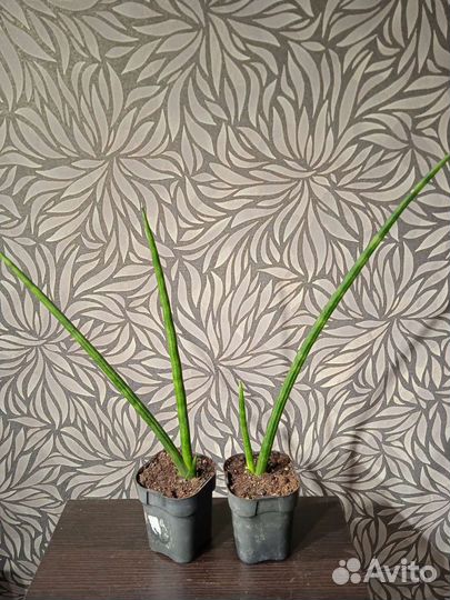 Сансевиерия сортовая