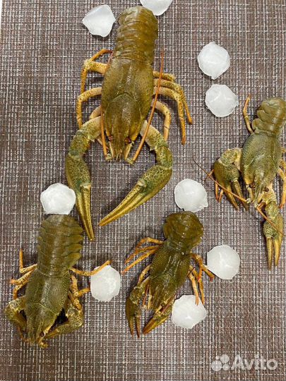 Раки в Томске