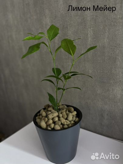 Саженцы лимона мейера