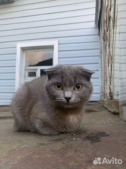 Отдадим кошечку в добрые руки