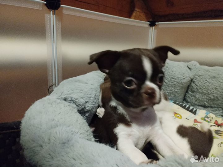 Шикарный мальчик чихуахуа