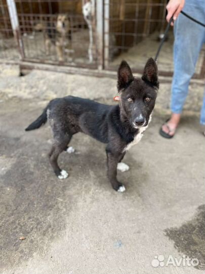 Щенок в добрые руки